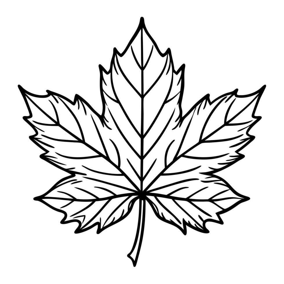 automn leaf, illustration line art vector