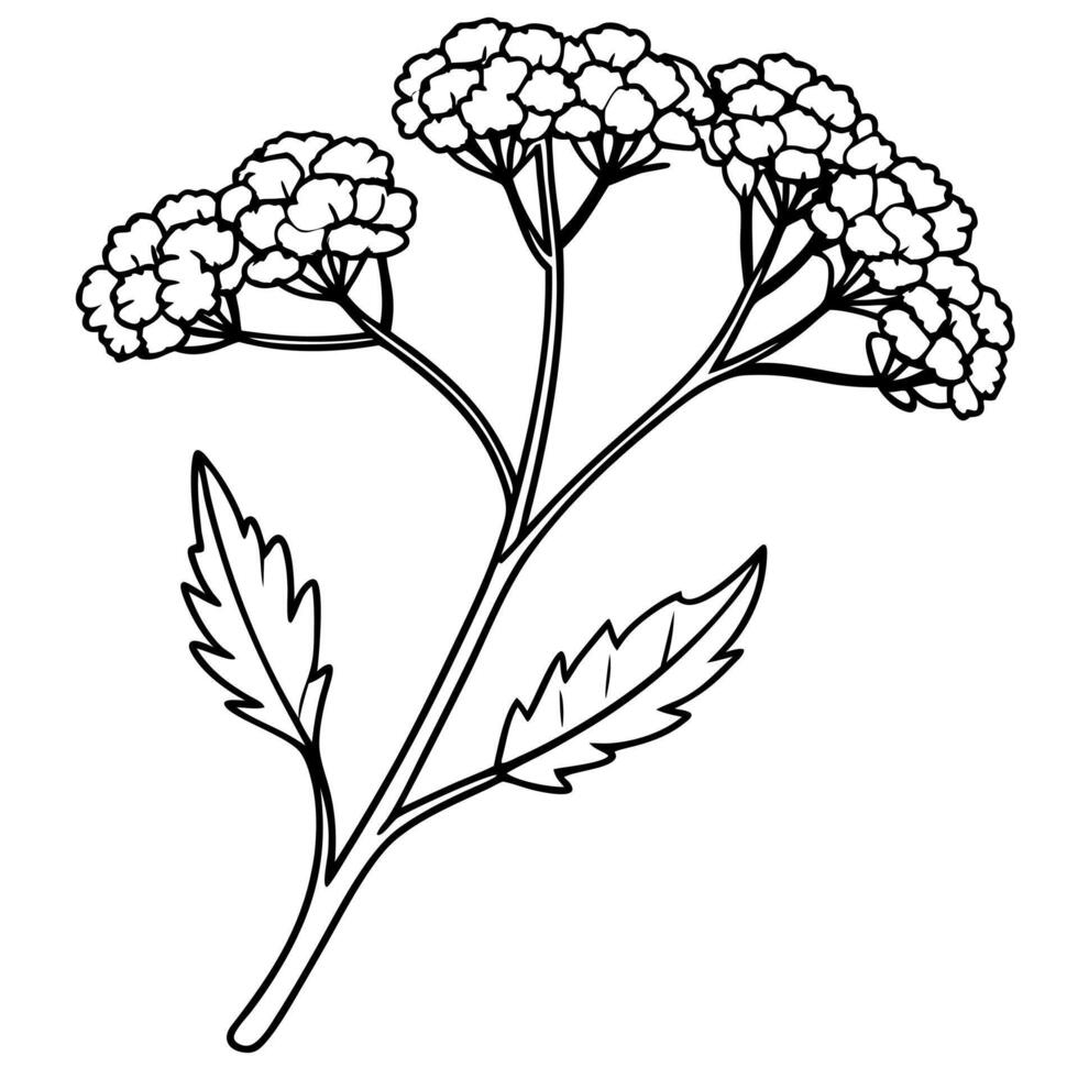 yarrow flowers on a crooked branch, illustration line art vector