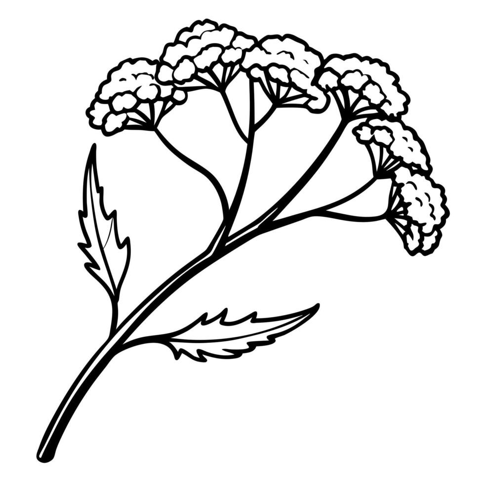 yarrow flowers on a crooked branch, illustration line art vector