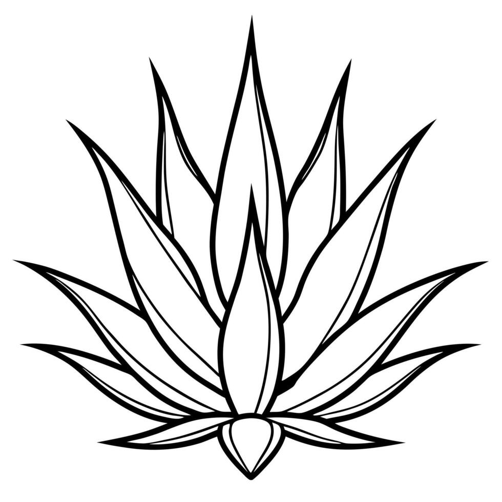 gasteraloe royal highness, illustration line art vector