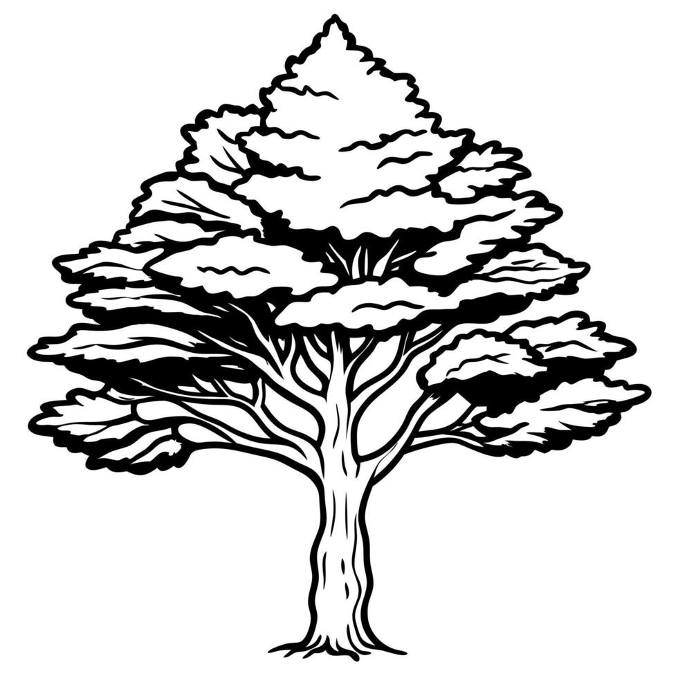 cypress tree, illustration line art vector