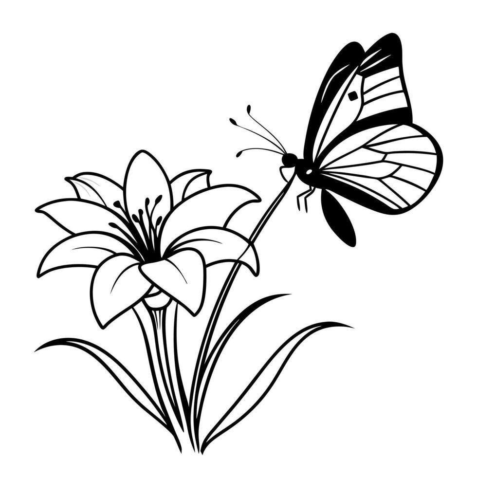 a butterfly is extracting nectar from a zephyranthes rain lily flower, illustration line art vector