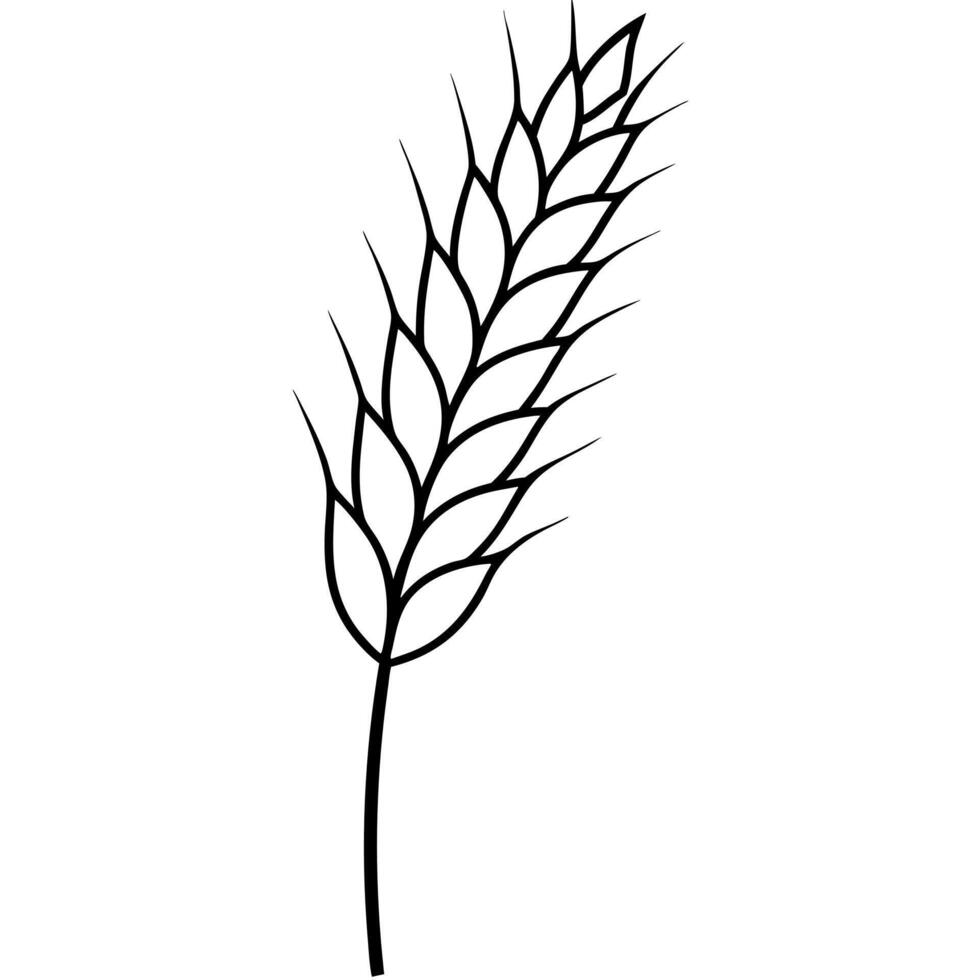 barley, illustration line art vector