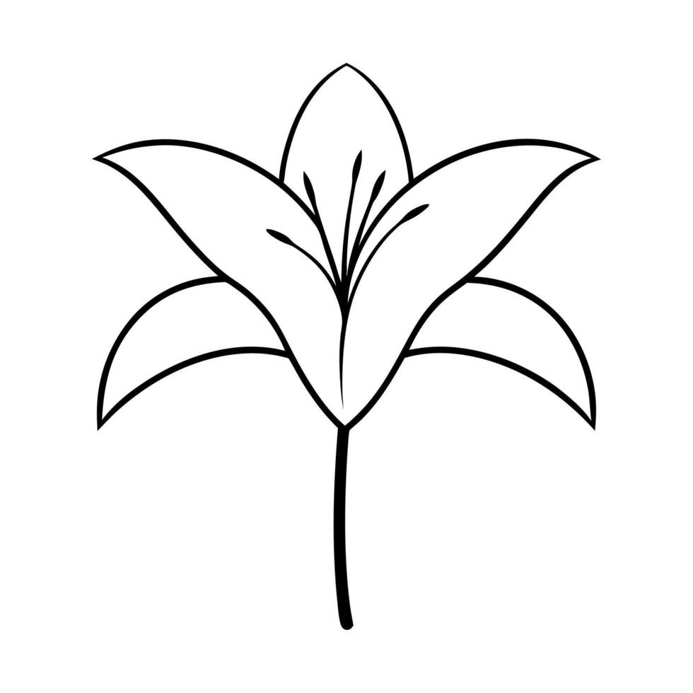 a zephyranthes rain lily with two leaves, illustration line art vector