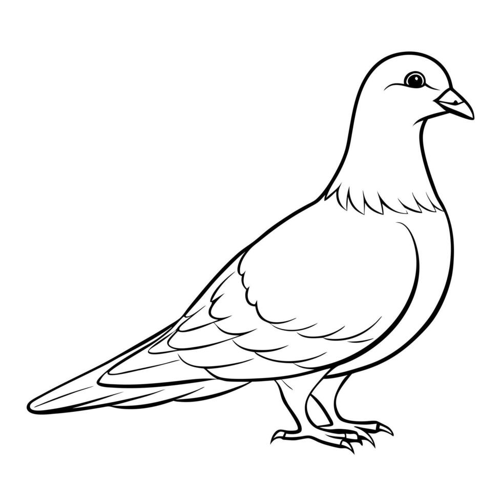 a pigeon bird is standing, illustration line art vector