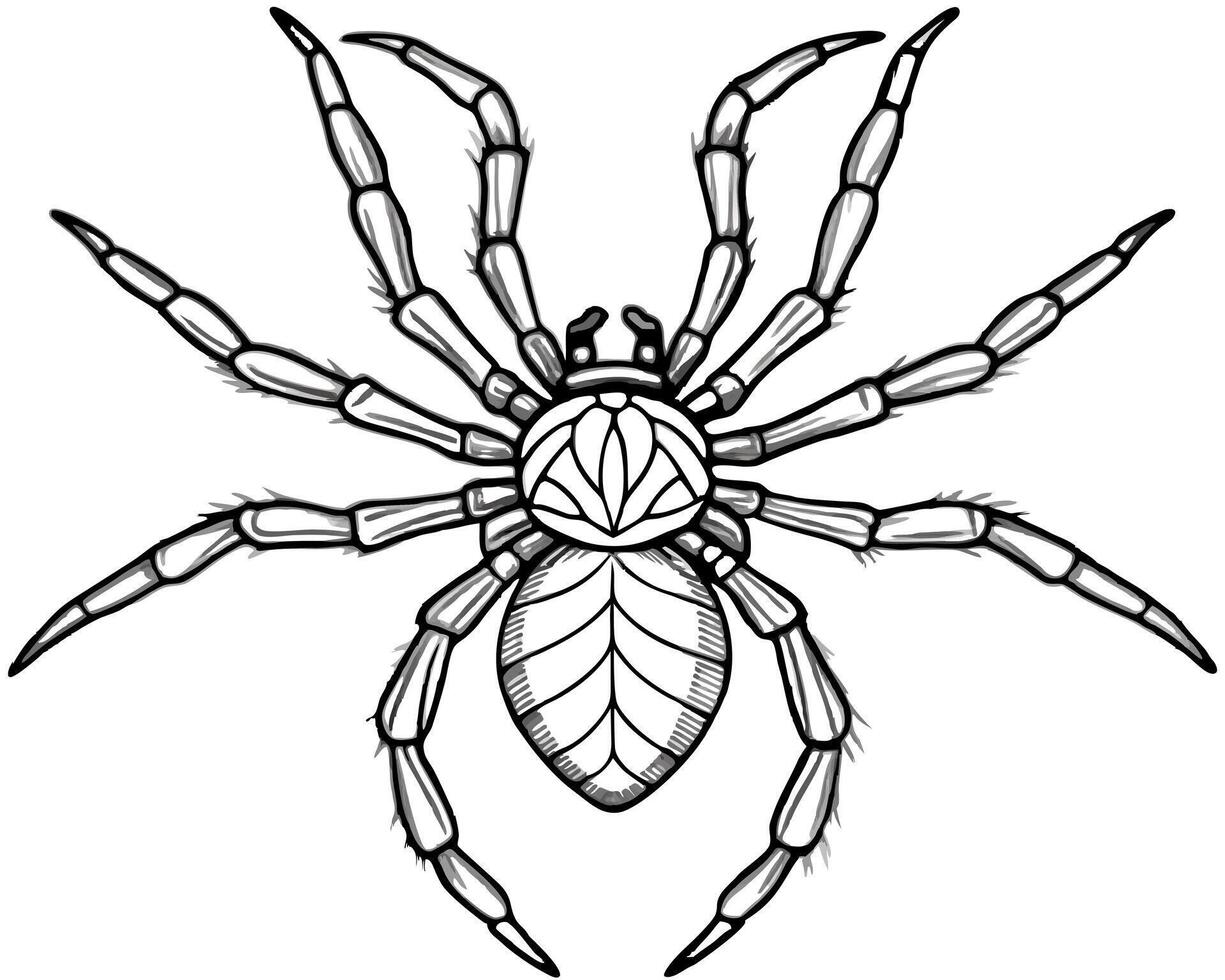 spider, illustration line art vector