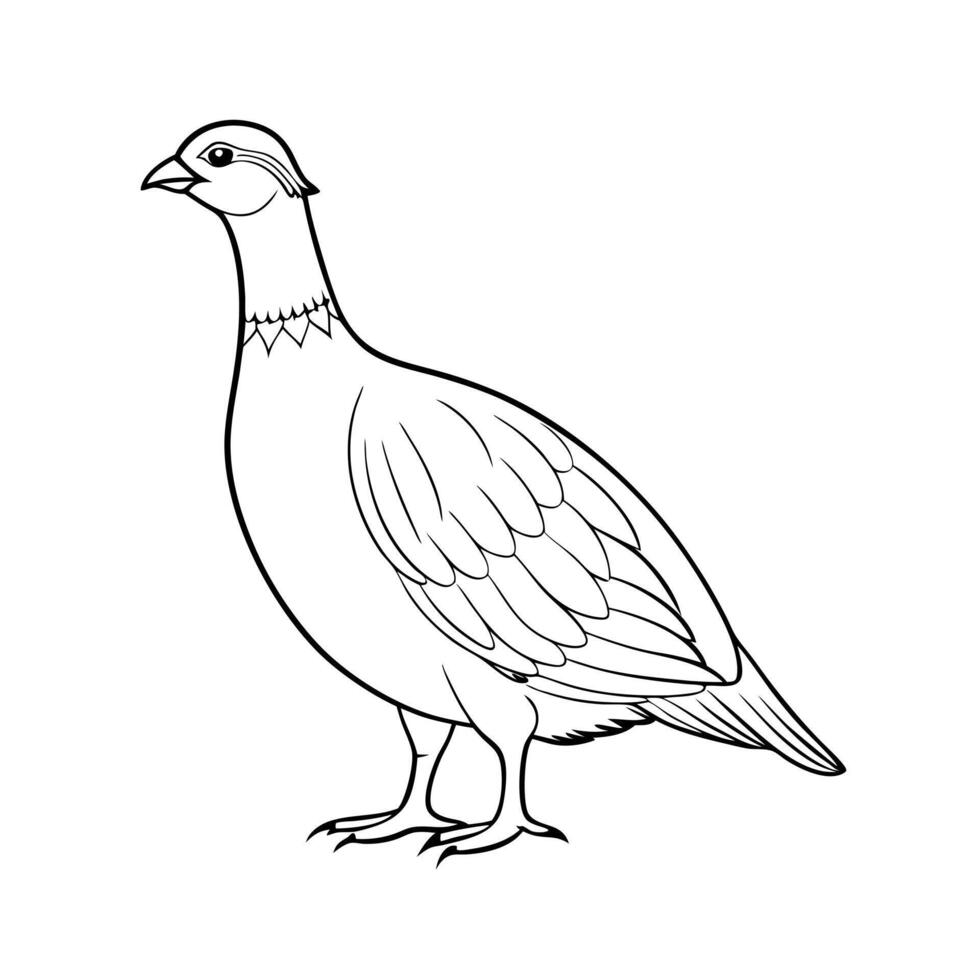a grouse bird is standing, illustration line art vector