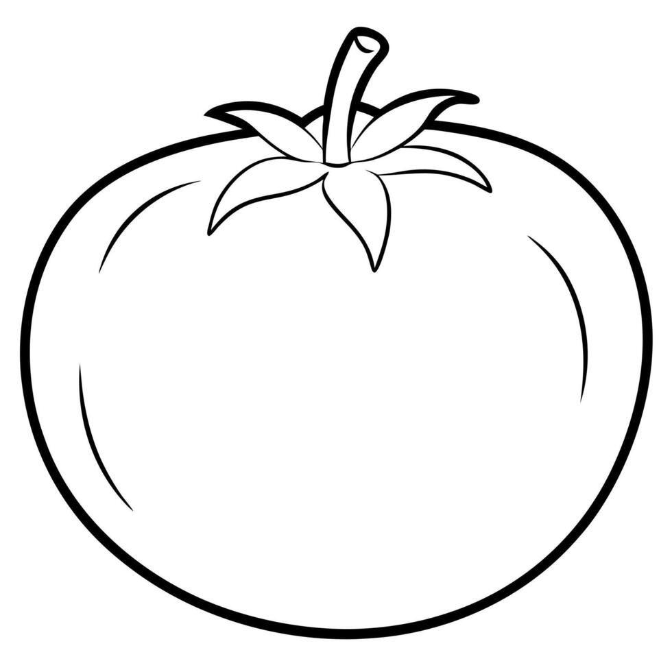 fresh red tomato, illustration line art vector