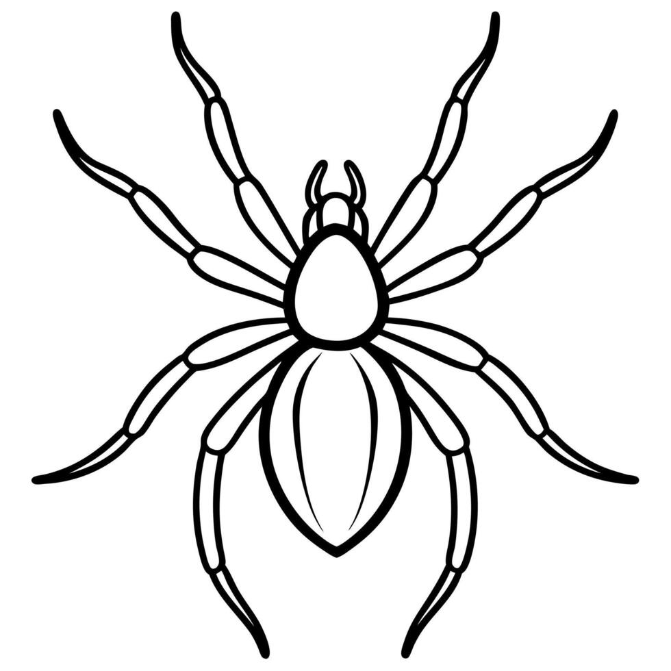 spider, illustration line art vector