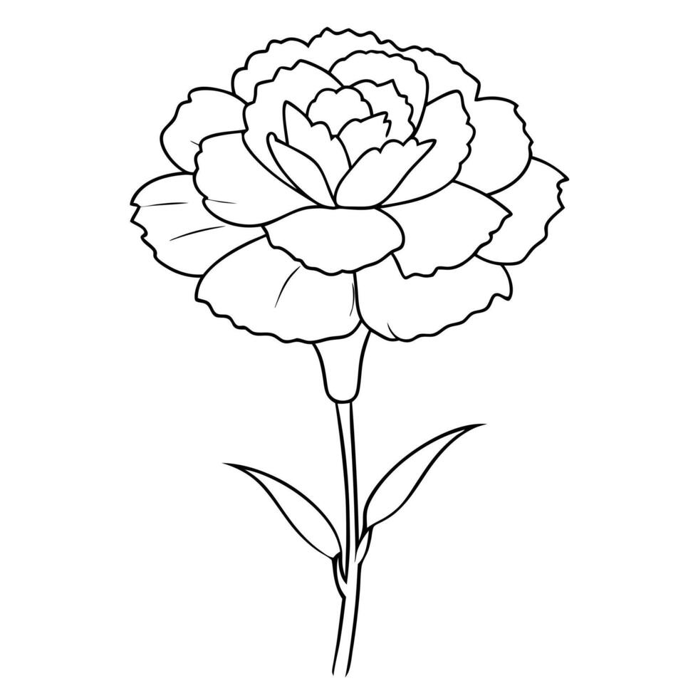 red carnation, illustration line art vector