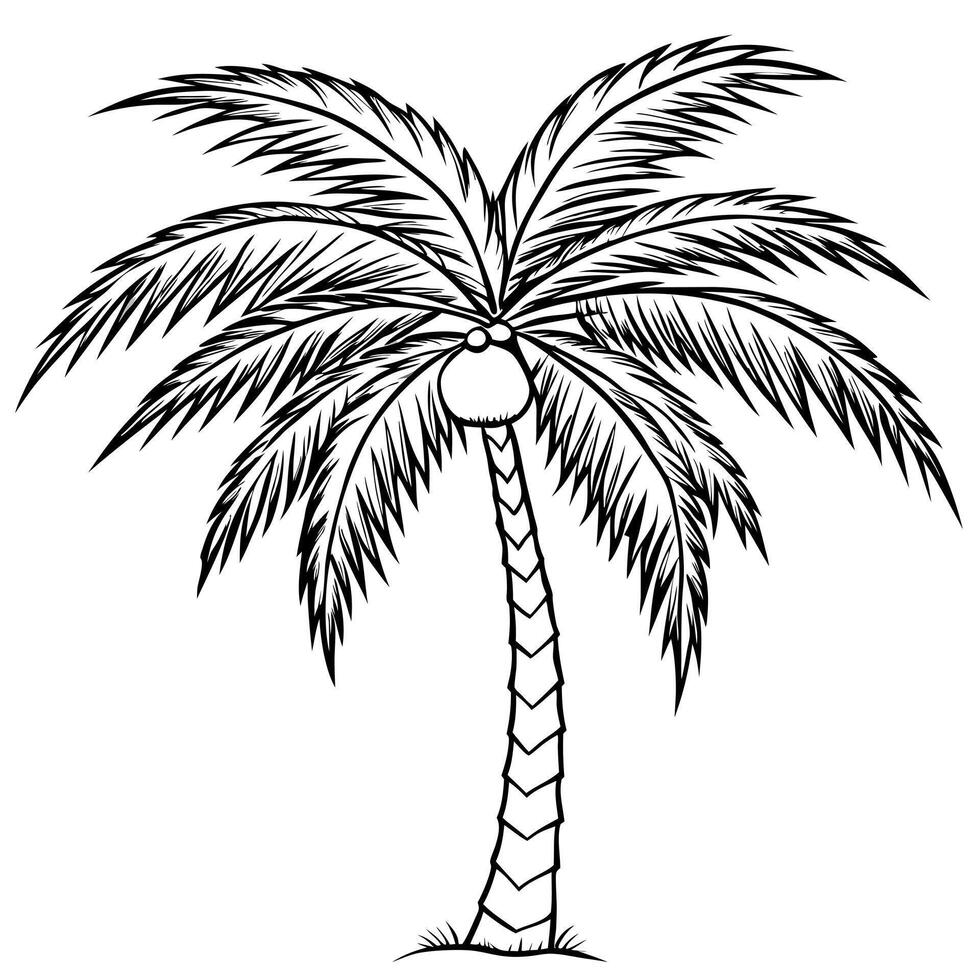 coconut tree, illustration line art vector