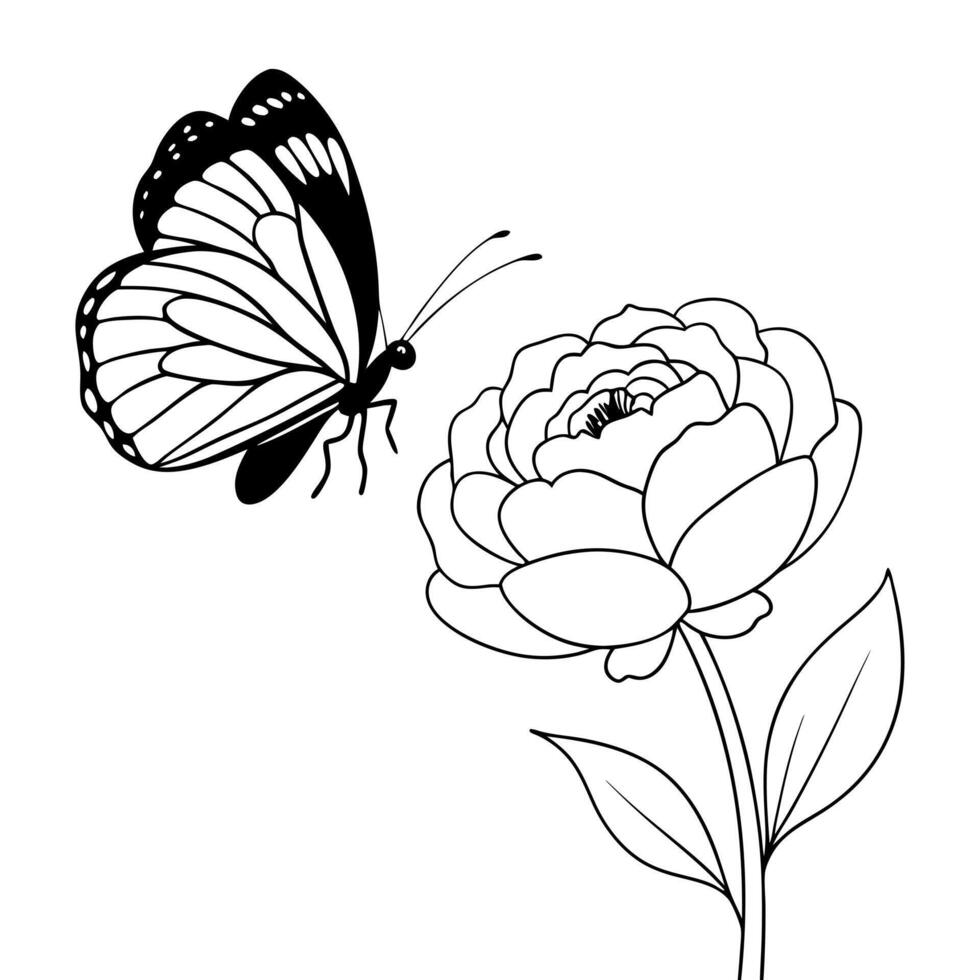 a butterfly is extracting nectar from a ranunculus flower, illustration line art vector