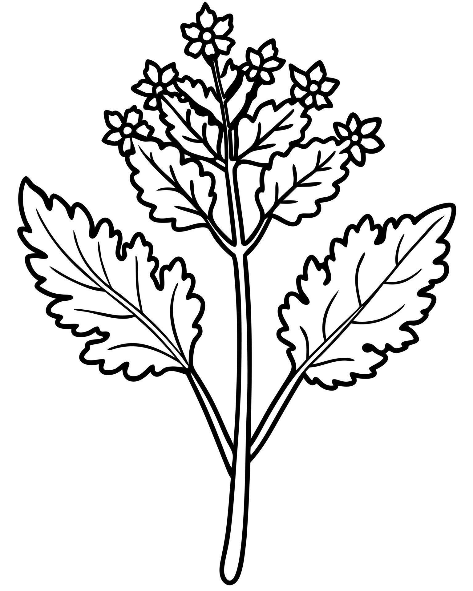 a coloring page of an yarrow with no color just black lines