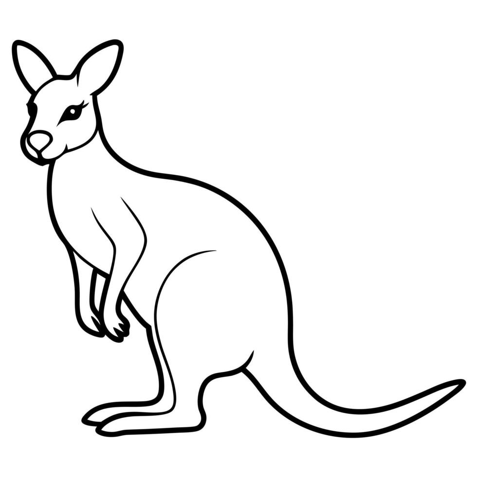 kangaroo, illustration line art vector