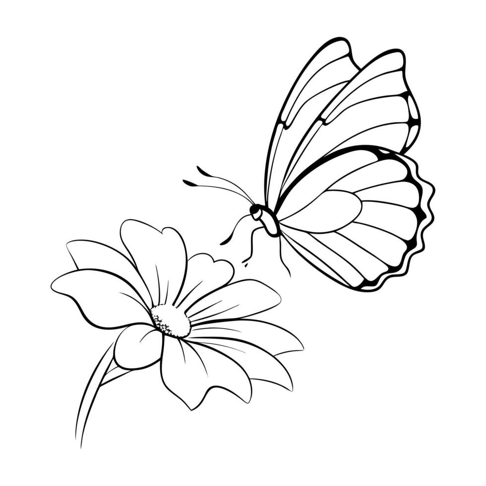 a butterfly is extracting nectar from a cosmos flower, illustration line art vector