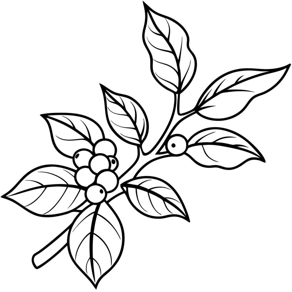 a branch of the coffee tree, illustration line art vector