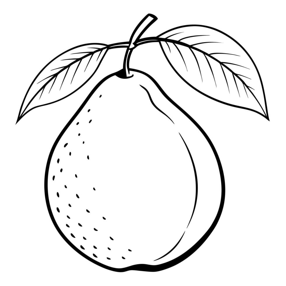 guava, illustration line art vector