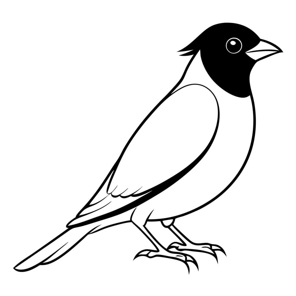 a bulbul bird is seating, illustration line art vector