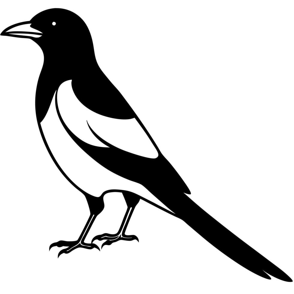 magpie, illustration line art vector