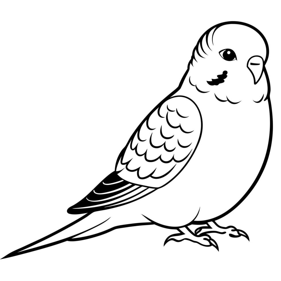 australian budgerigar sitting, illustration line art vector