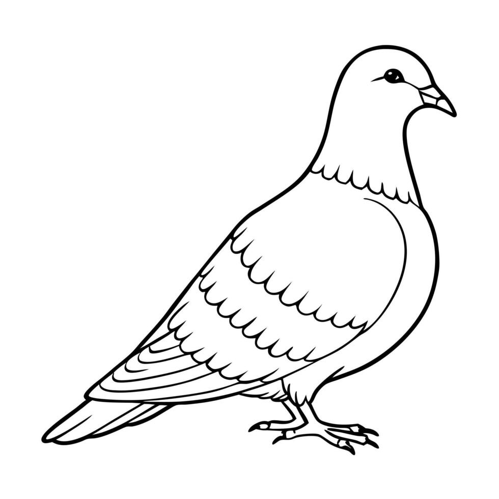 a dove bird is seating, illustration line art vector