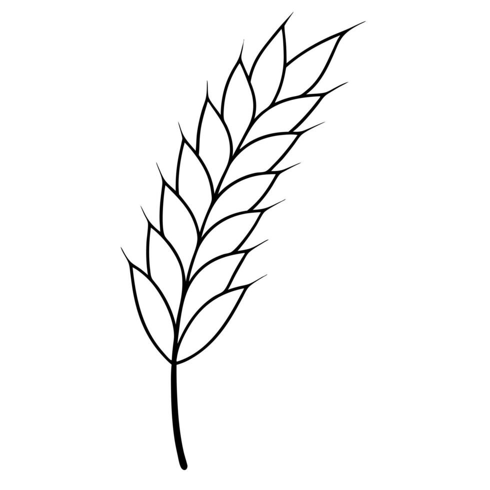 barley, illustration line art vector