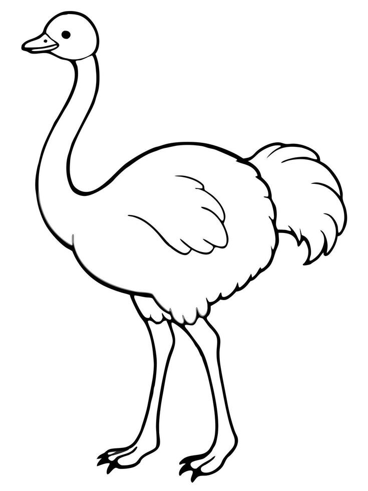 ostrich, illustration line art vector