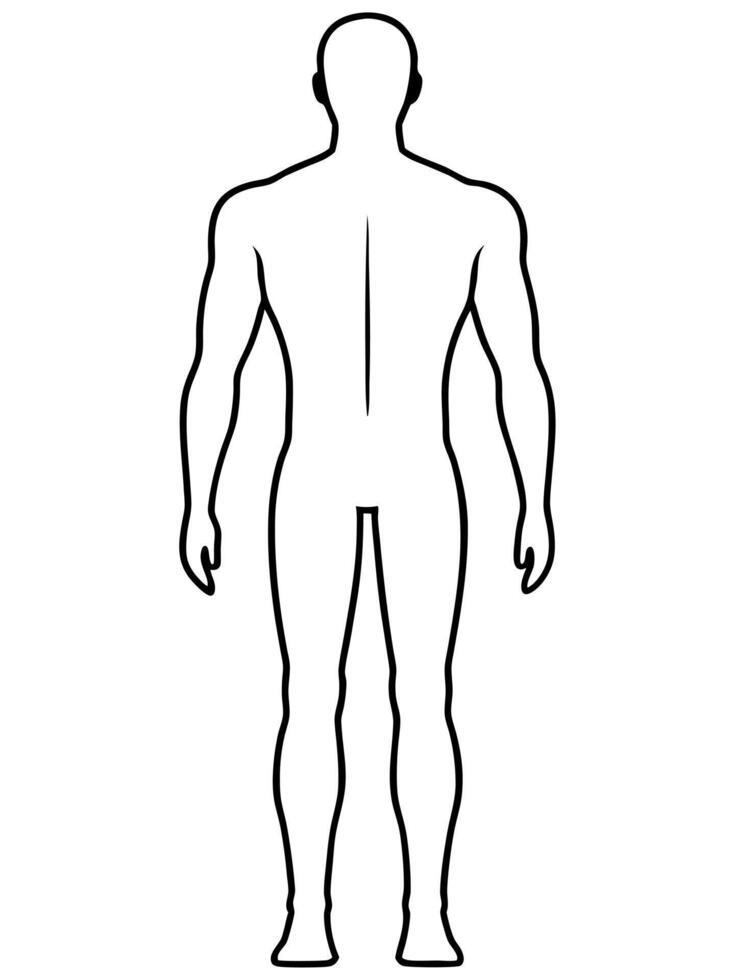full body chart back, illustration line art vector