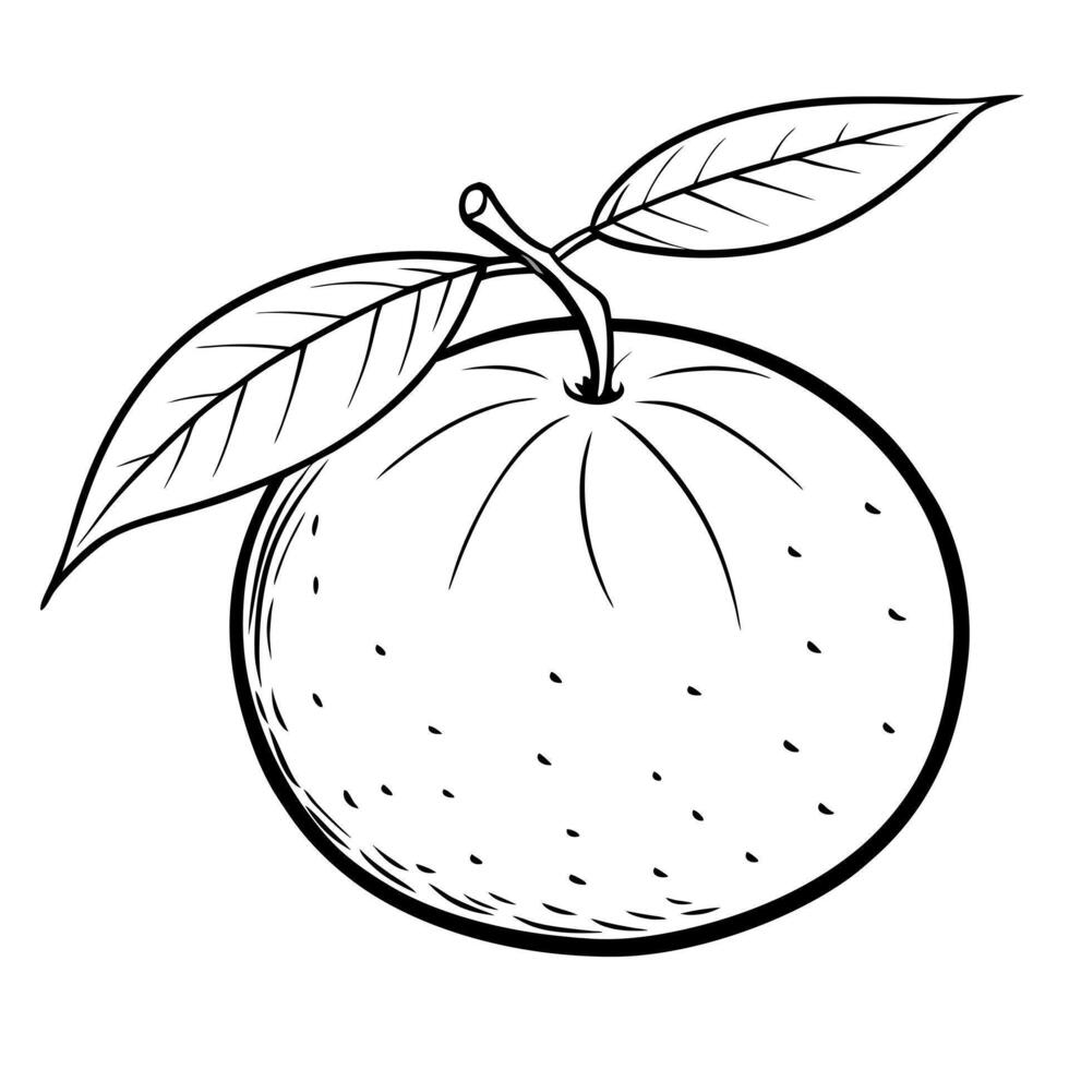 clementine, illustration line art vector