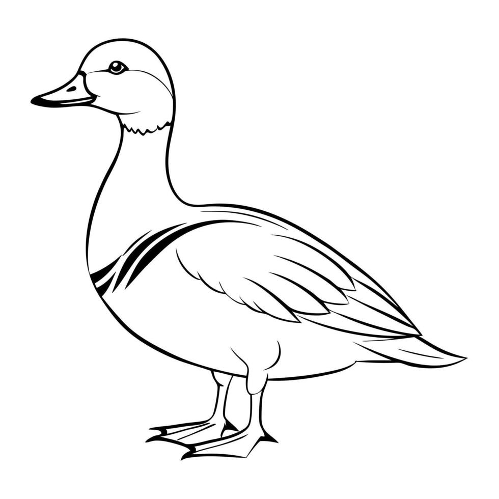 a wigeon bird is standing, illustration line art vector
