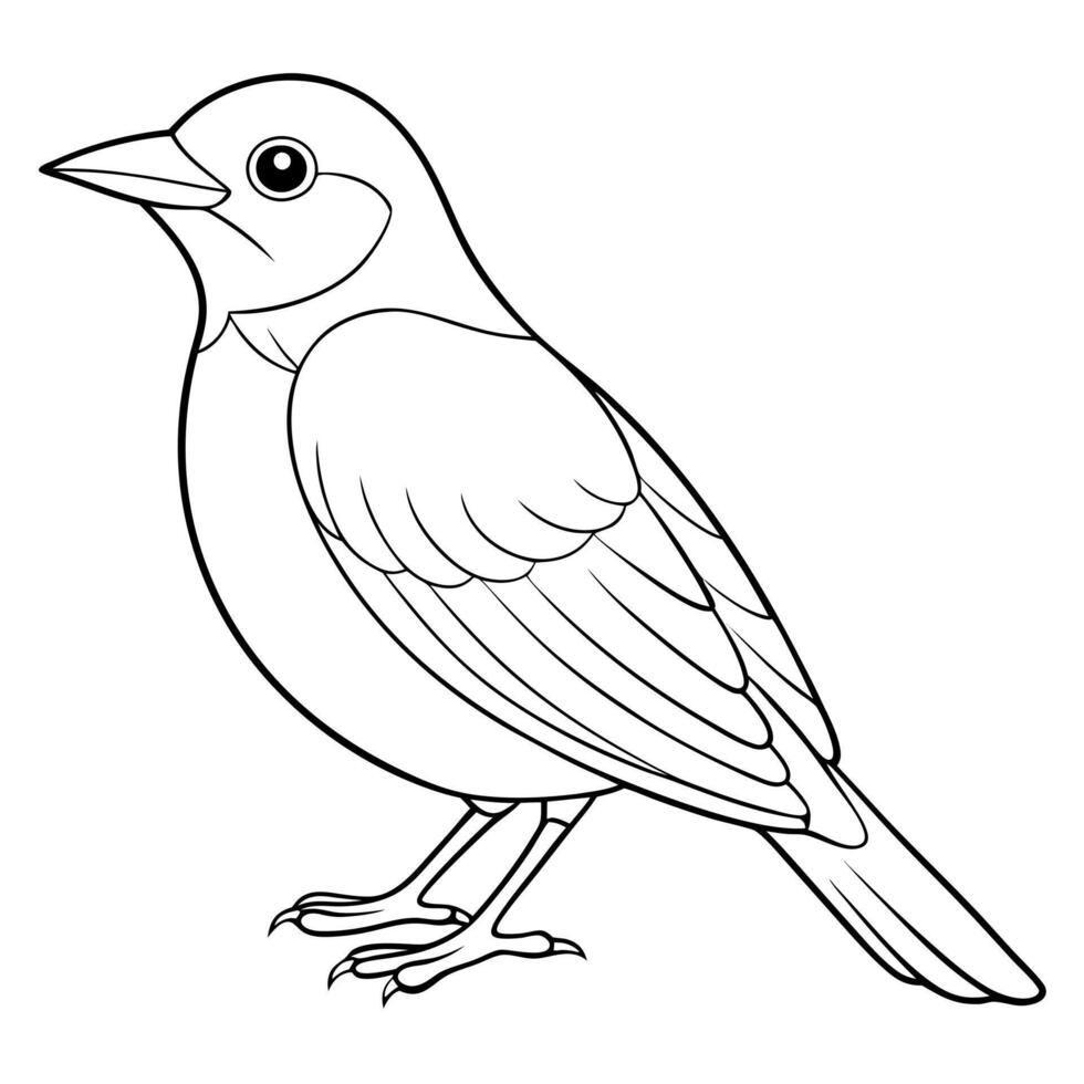 a oriole bird is seating, illustration line art vector