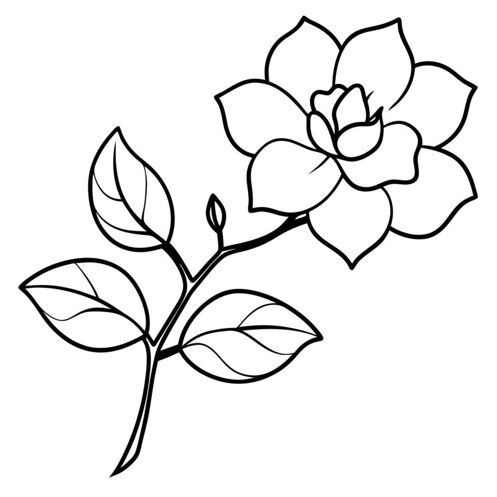 gardenia flowers on a crooked branch, illustration line art vector