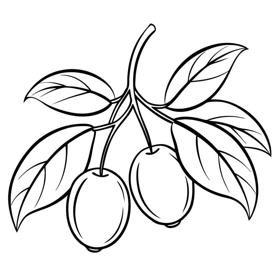 jujube, illustration line art vector