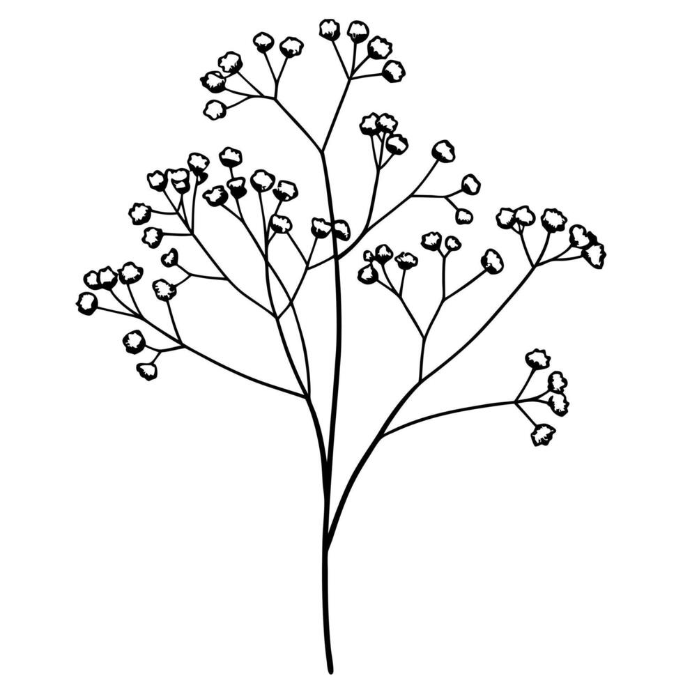 gypsophila babys breath, illustration line art vector