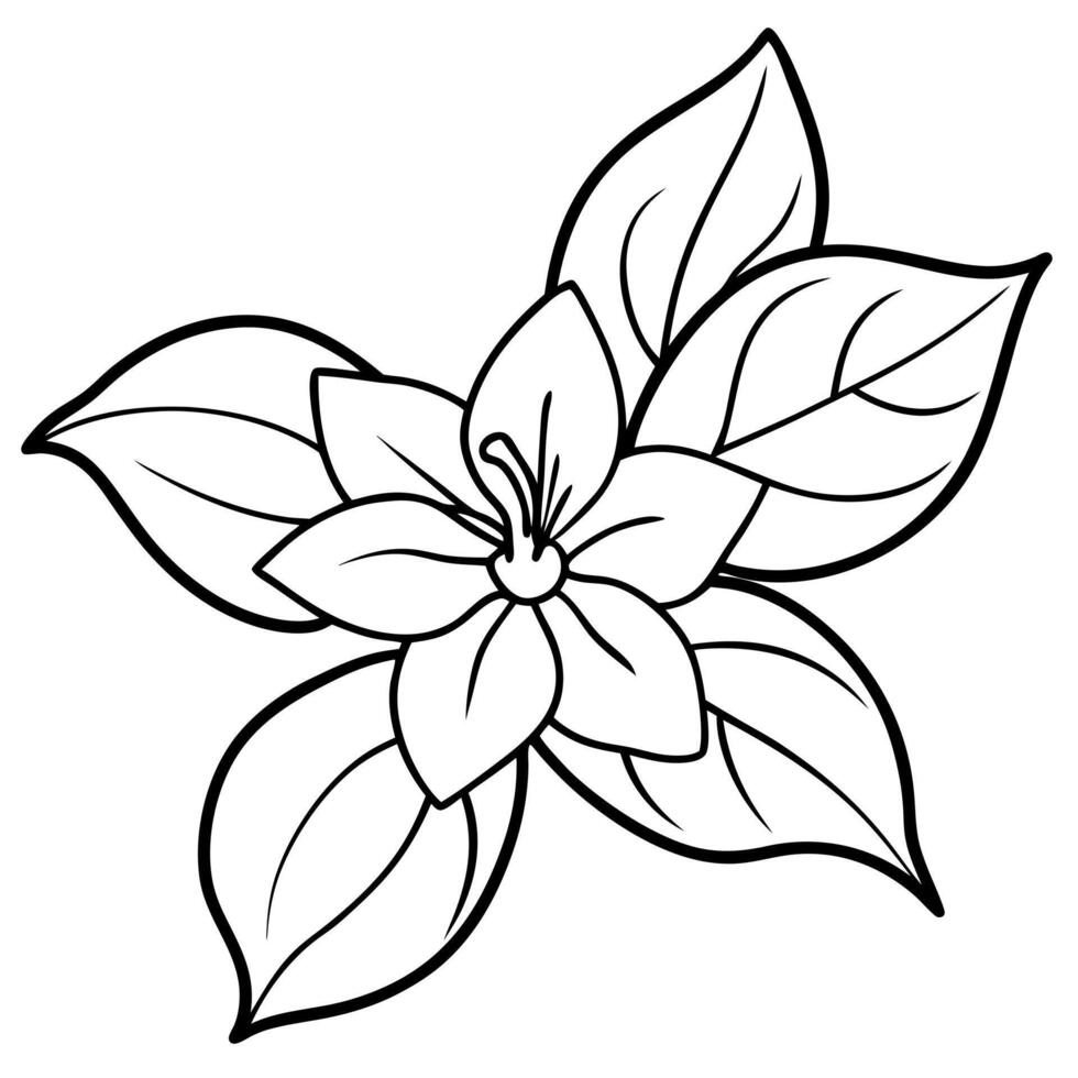 jasmine flower with leaves, illustration line art vector