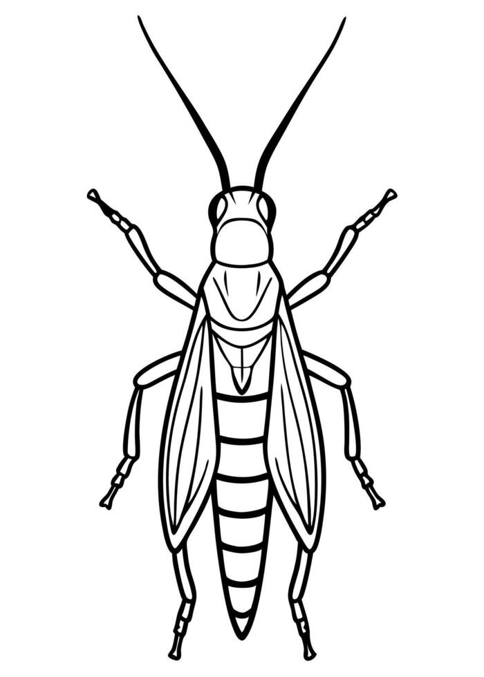 realistic grasshopper from top, illustration line art vector