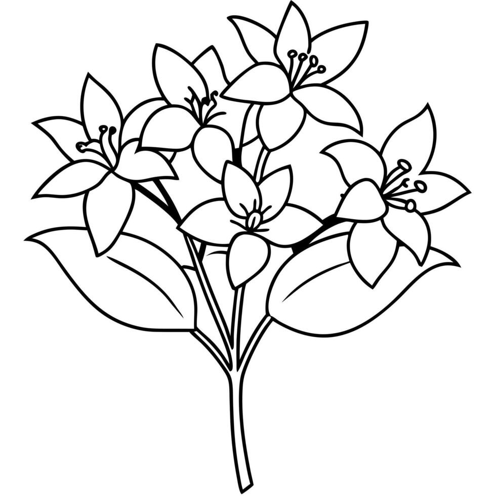 jasmine flower bouquet, illustration line art vector