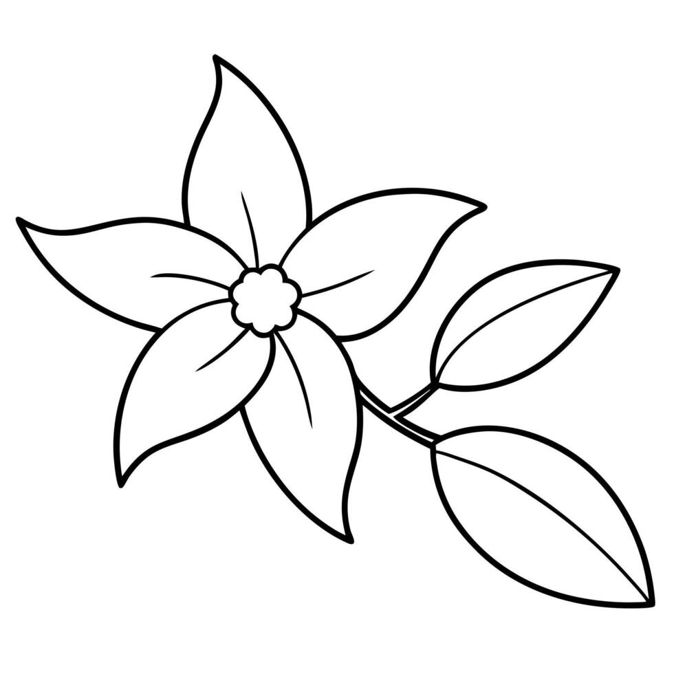 jasmine flower, leaf and long branch, illustration line art vector