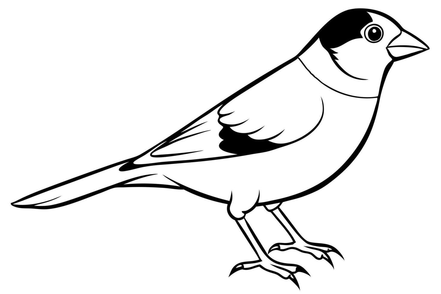 finch, illustration line art vector