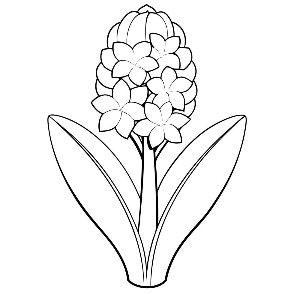 a hyacinth with two leaves, illustration line art vector