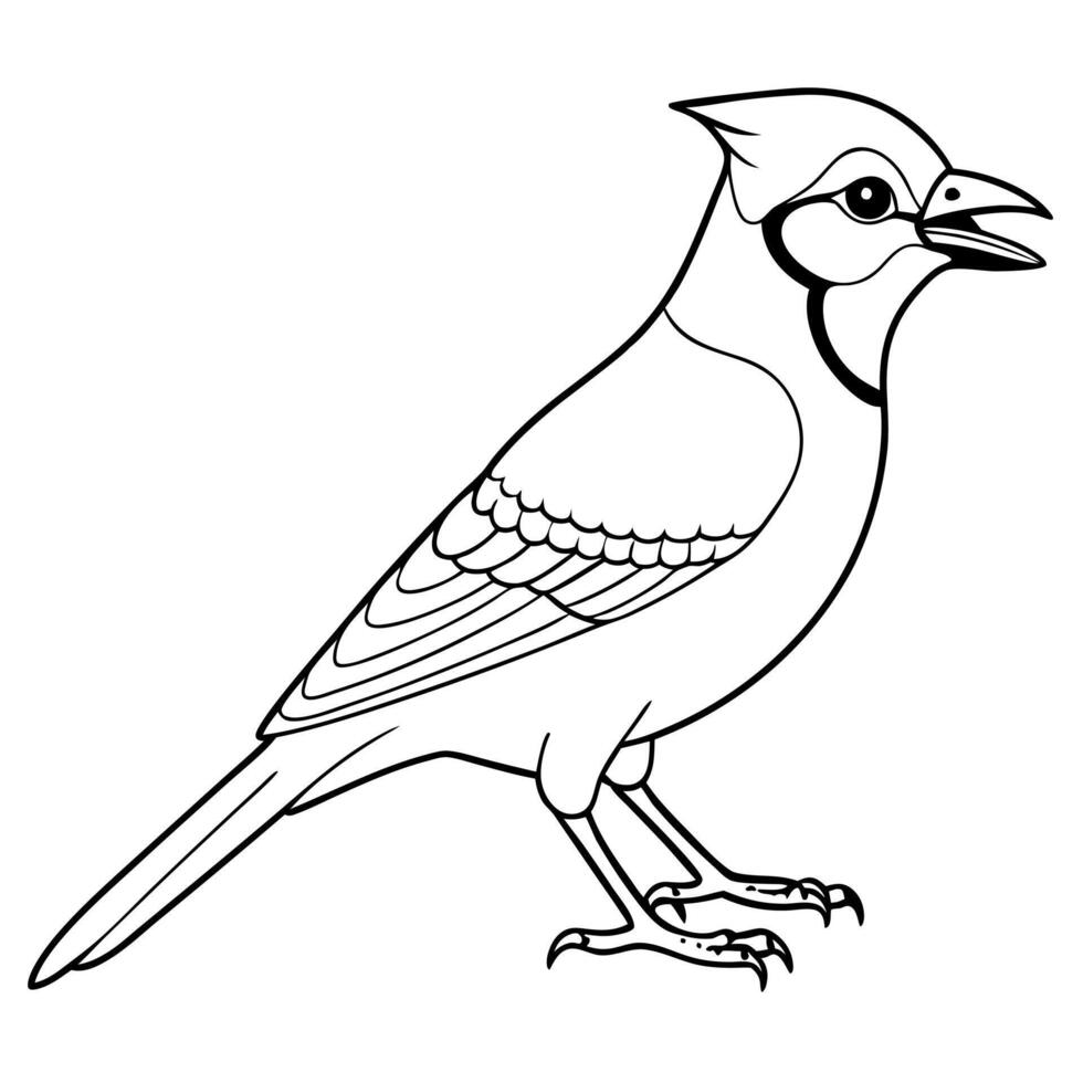 blue jay bird eating, illustration line art vector