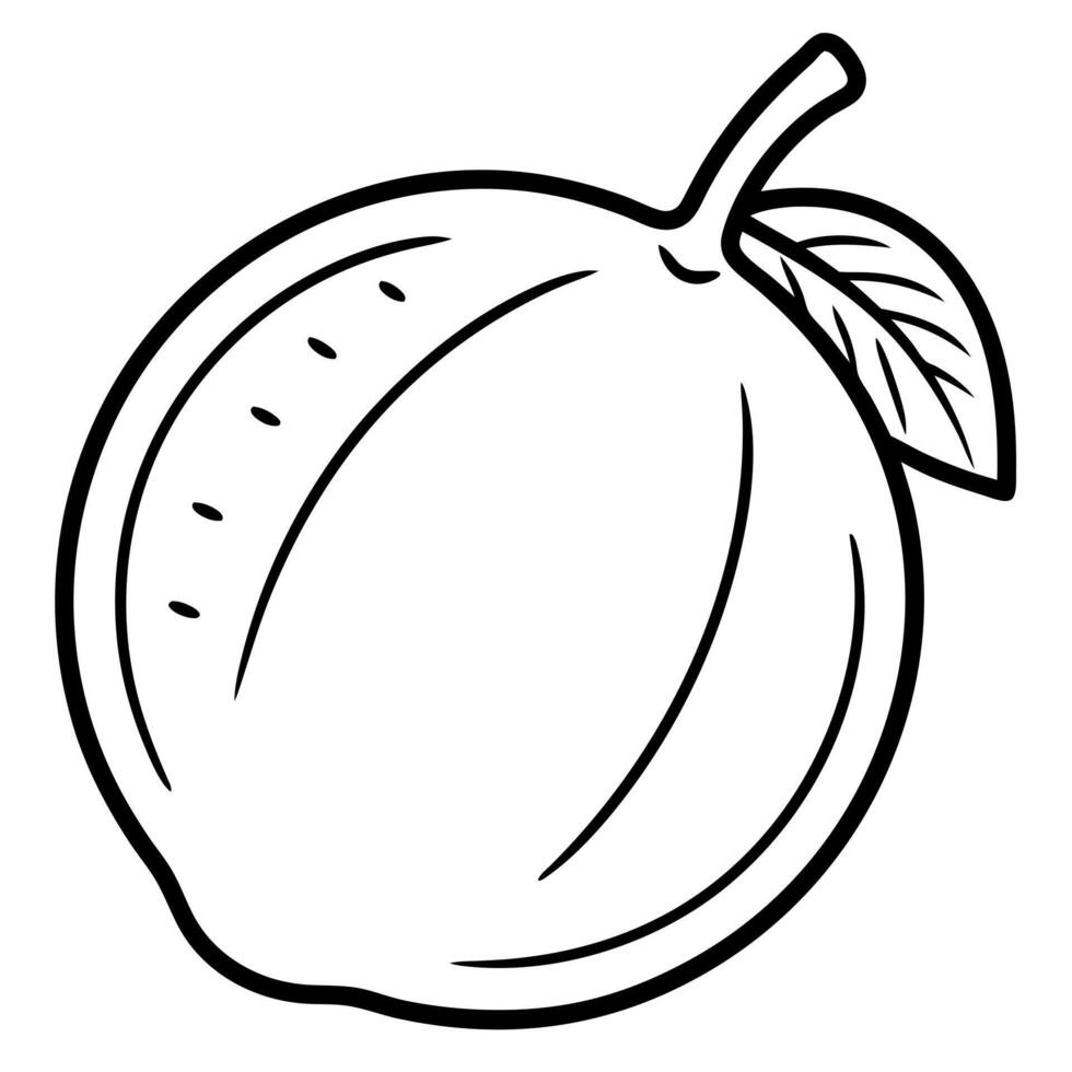 camotes, illustration line art vector