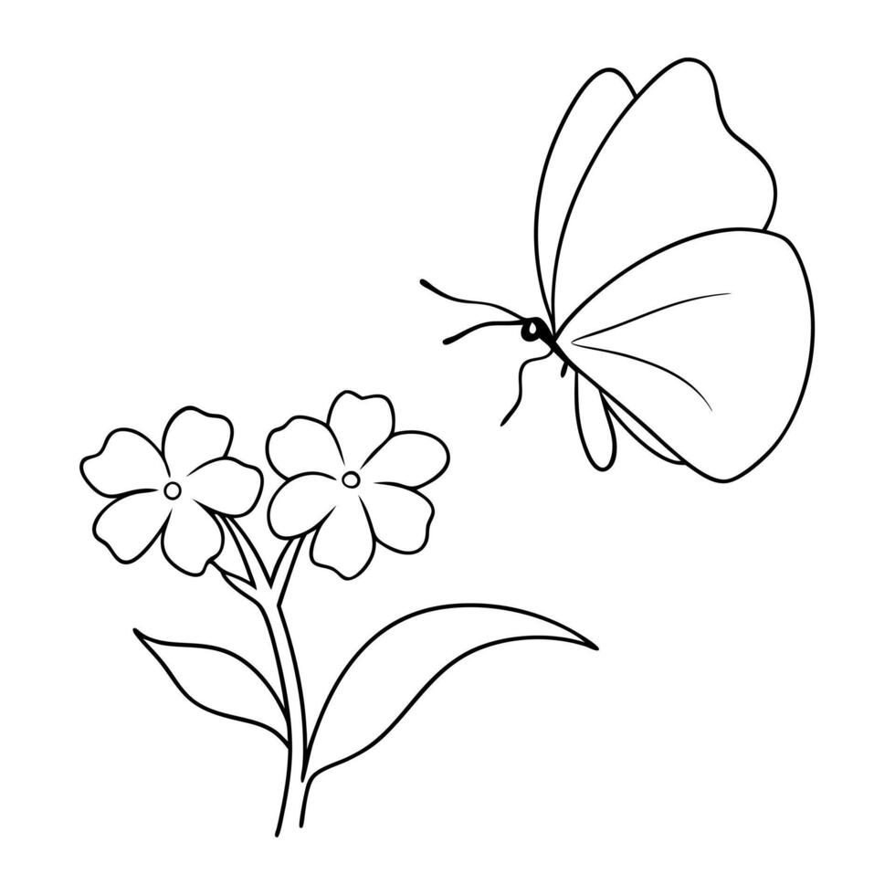 a butterfly is extracting nectar from a creeping phlox flower, illustration line art vector