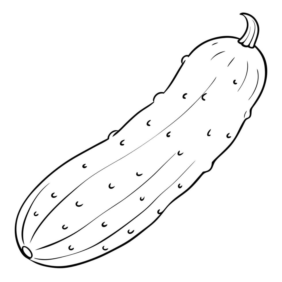 cucumber, illustration line art vector