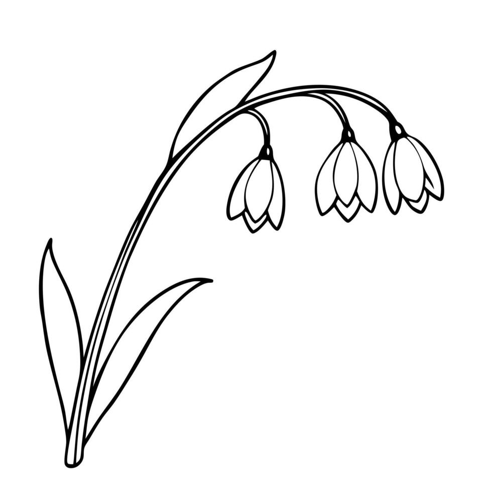 snowdrop flowers on a crooked branch, illustration line art vector