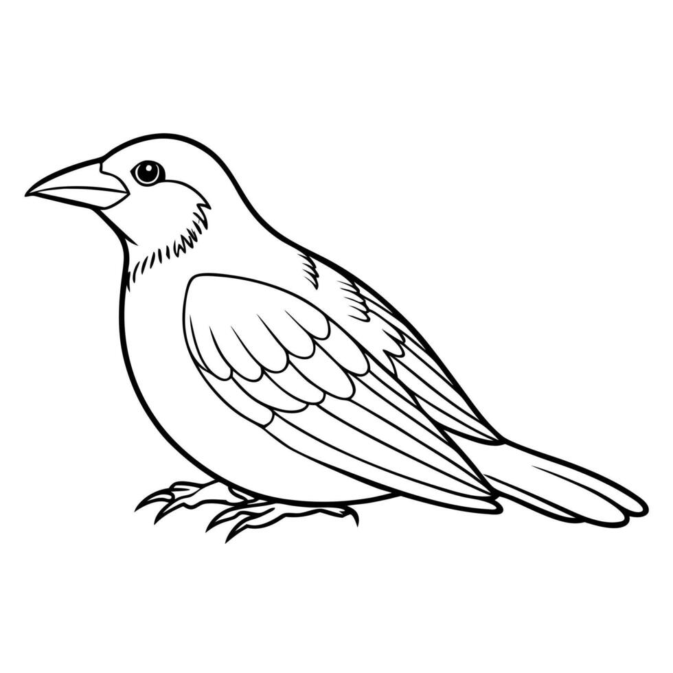 a weaver bird is lying down, illustration line art vector