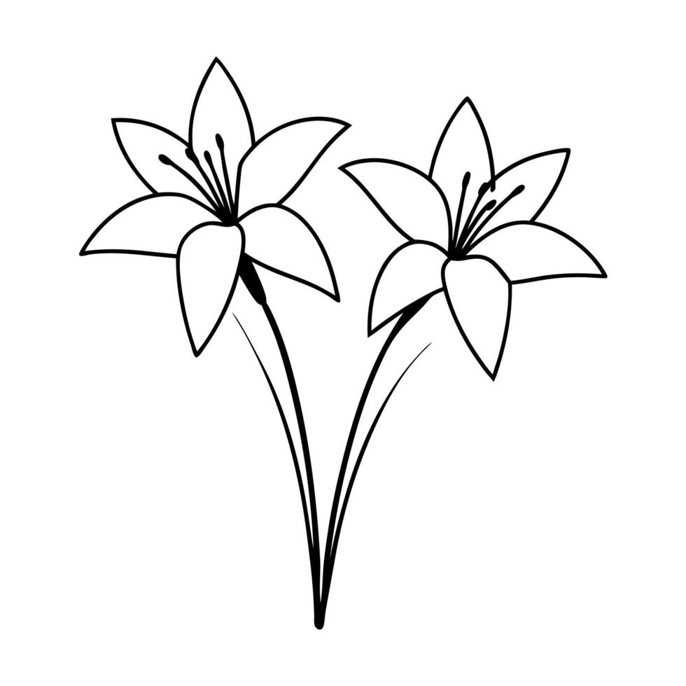 two zephyranthes rain lily flower together, illustration line art vector