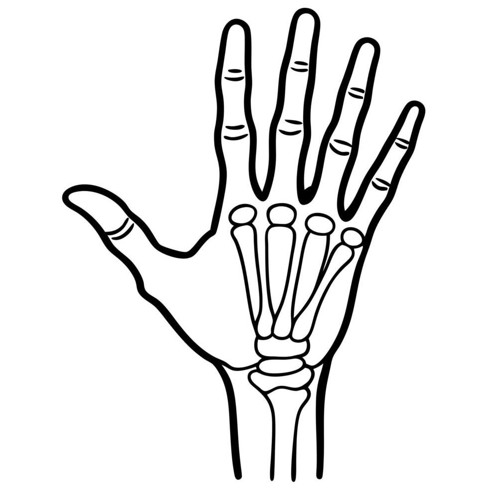 a illustration of the human hand, showing both the palm and back of the hand highlight vector