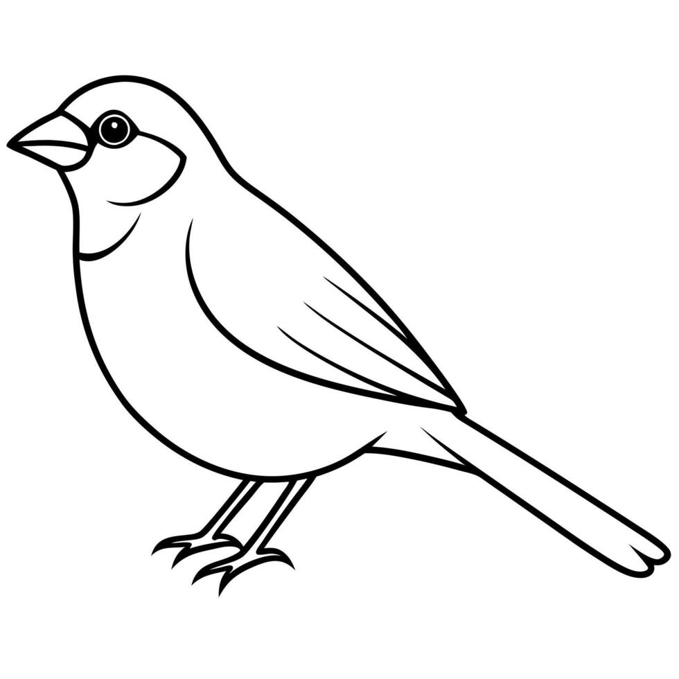 sparrow, illustration line art vector