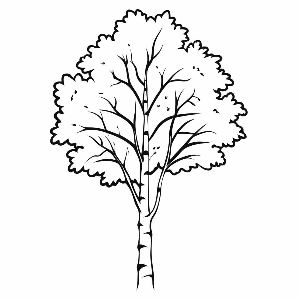 aspen tree, illustration line art vector